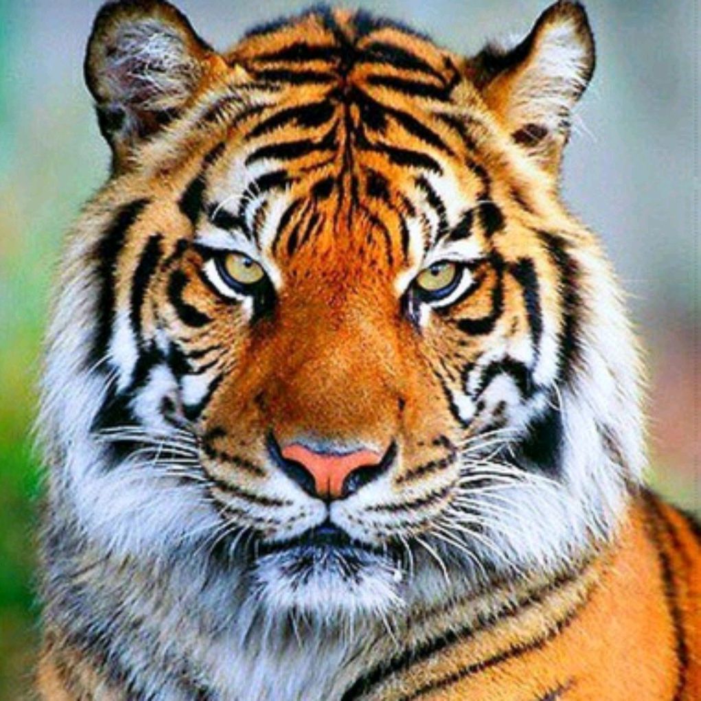 Амурский тигр морда