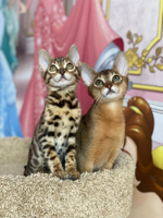 Иконка канала Питомник кошек и собак "ОБЕРЕГ ВЕЛЕСА"