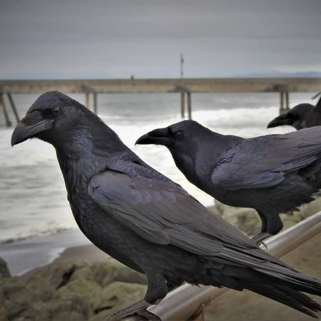 Иконка канала Голос воронов.