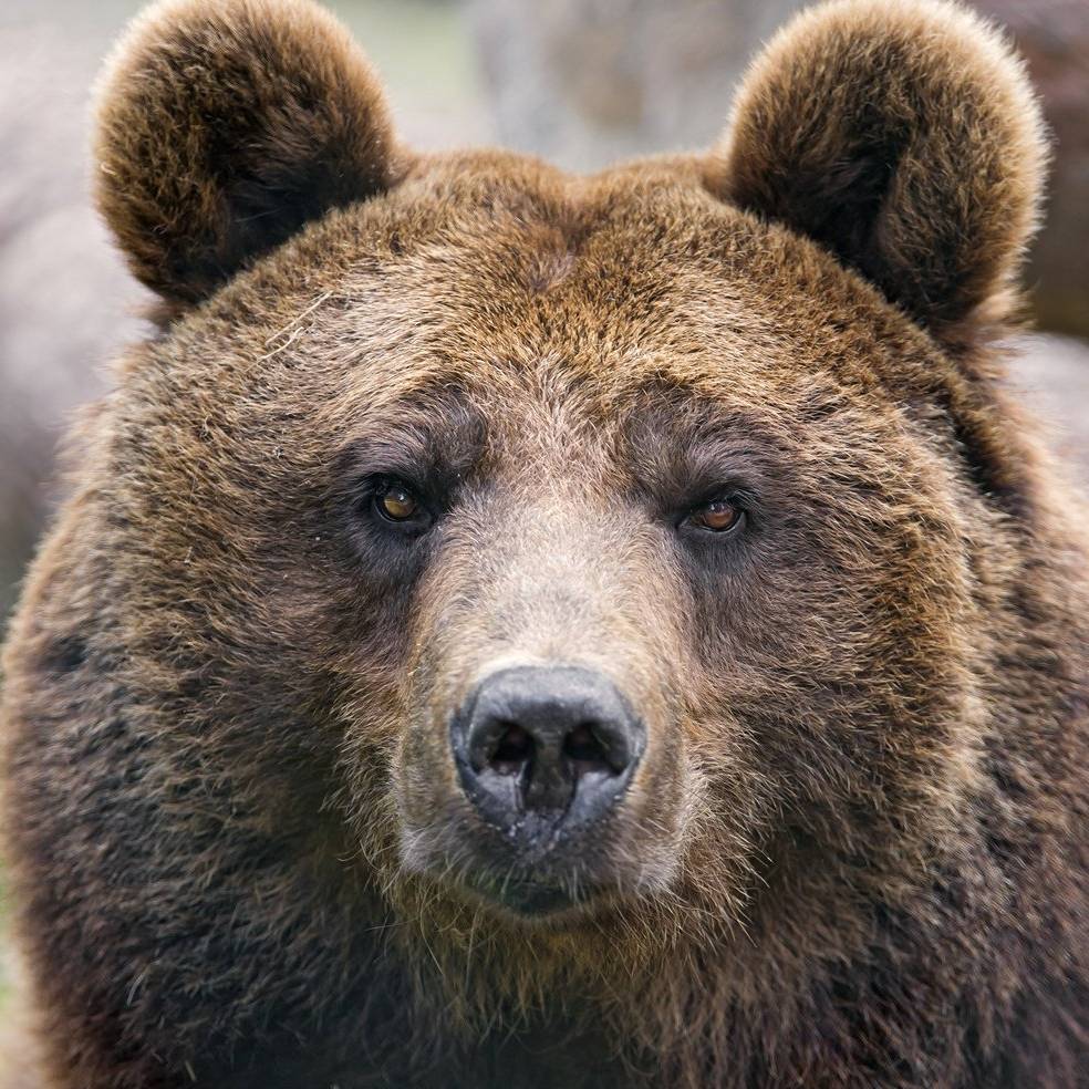 Какой нос у медведя. Уши медведя. Лицо медведя. Глаза медведя. Морда медведя.