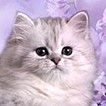 Иконка канала Британские кошки питомника  Compliment