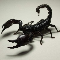 Иконка канала Black Sckorpion