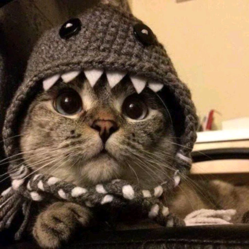 Фото котика на аву в ватсап