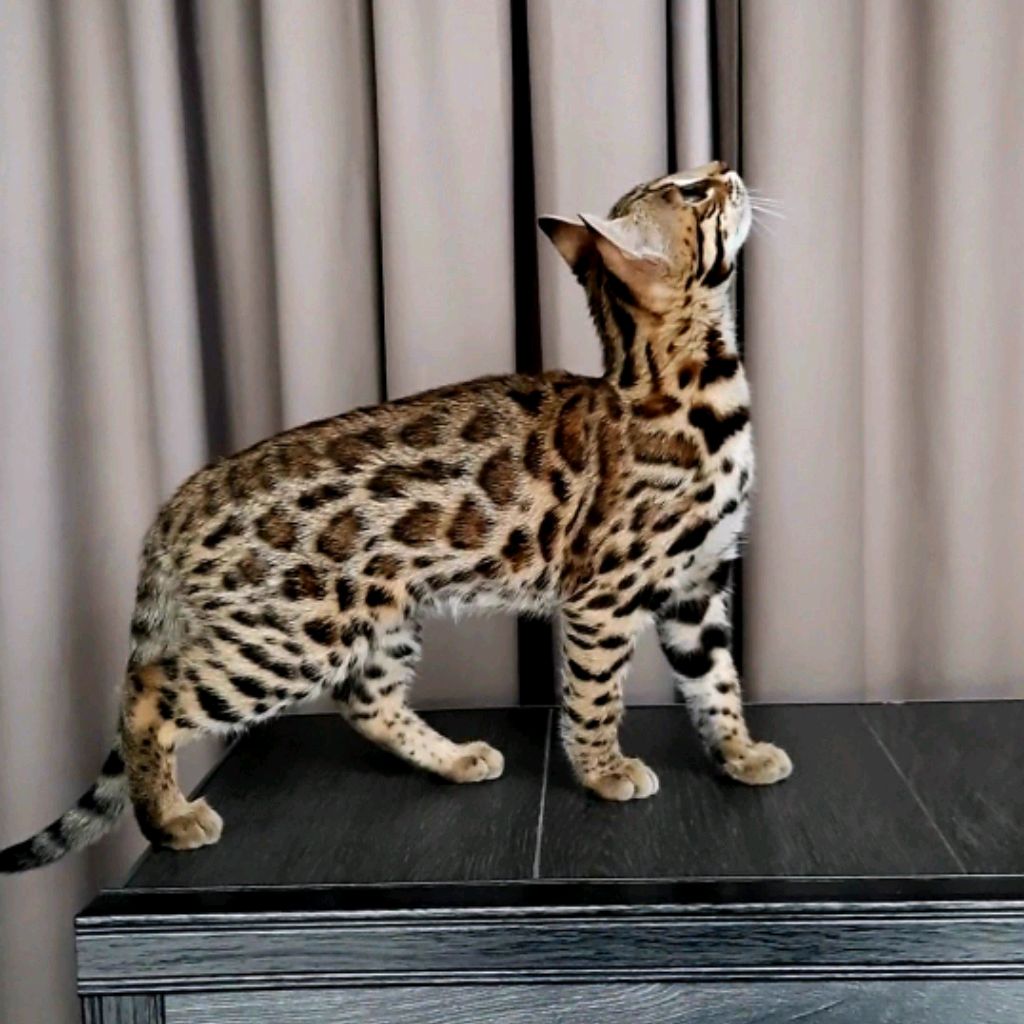 Leopardkohki1