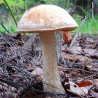 Иконка канала Денис Тихая охота грибы