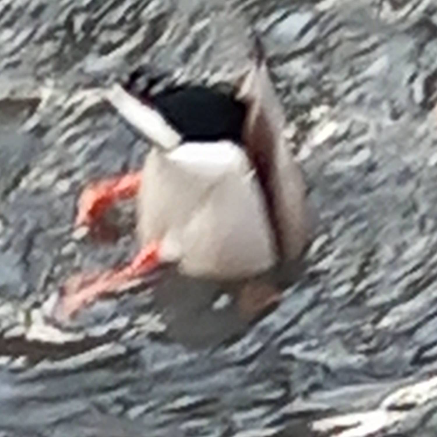 Иконка канала Coxcf