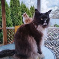 Иконка канала Сто роз и два кота*