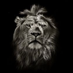 Иконка канала «БЕЛЫЙ ЛЕВ» НОЖИ РУЧНОЙ РАБОТЫ