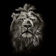 Иконка канала «БЕЛЫЙ ЛЕВ» НОЖИ РУЧНОЙ РАБОТЫ