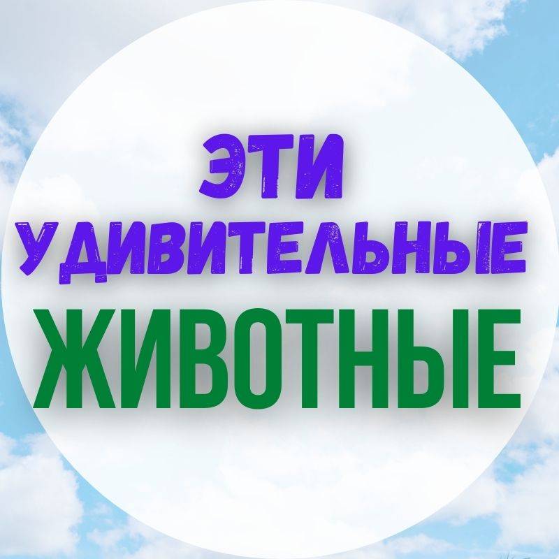 Иконка канала Эти Удивительные Животные