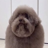 Иконка канала deswer