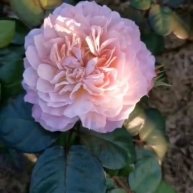 Иконка канала В саду на ветру