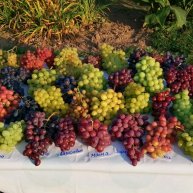 Иконка канала Тимаков Сергей ВИНОГРАД