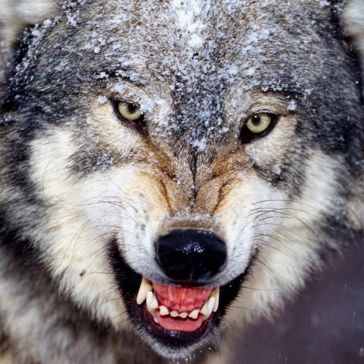 Пасть серого волка. Волк. Волчий оскал. Морда злого волка. Волк обои.