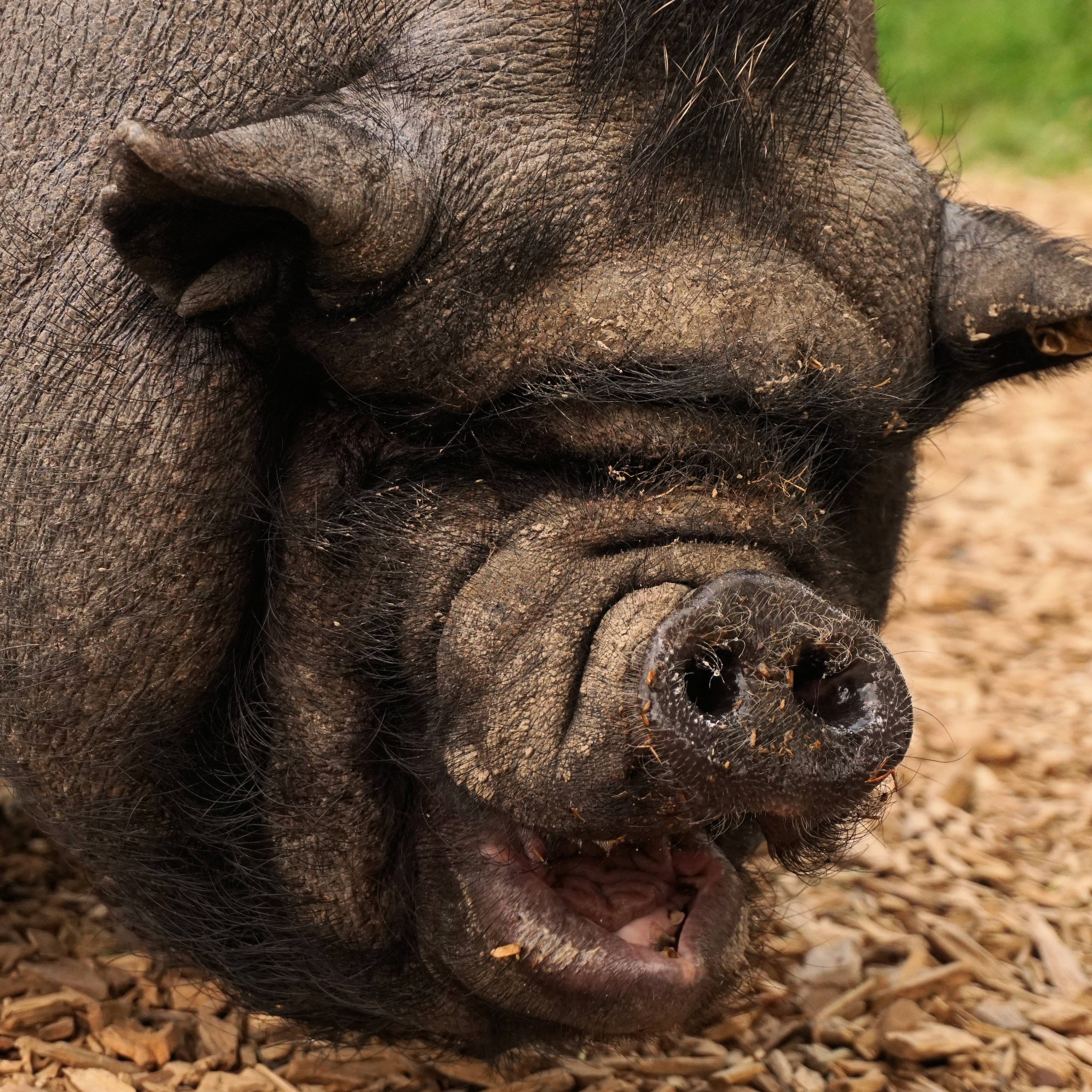 Свинья агрессивна. Канадская свинья. Свинья агрессивна. Свинья агрессивна. Свинья.