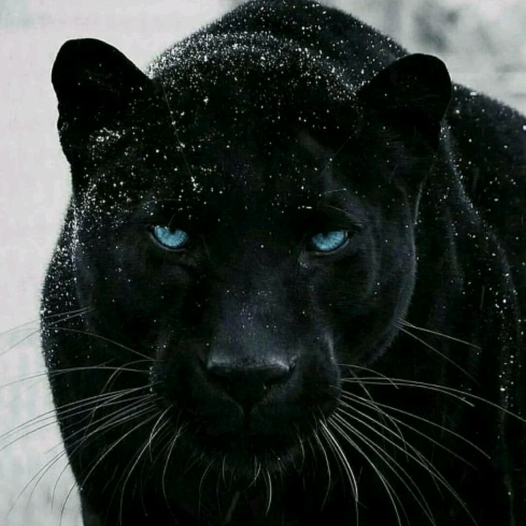 Иконка канала United