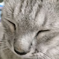 Иконка канала ꧁༼つ◕_◕༽つмаксим кот꧂