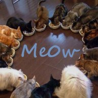 Иконка канала Me0w