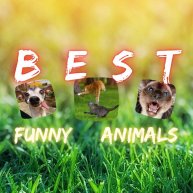 Иконка канала Best Funny Animals