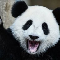 Иконка канала panda777