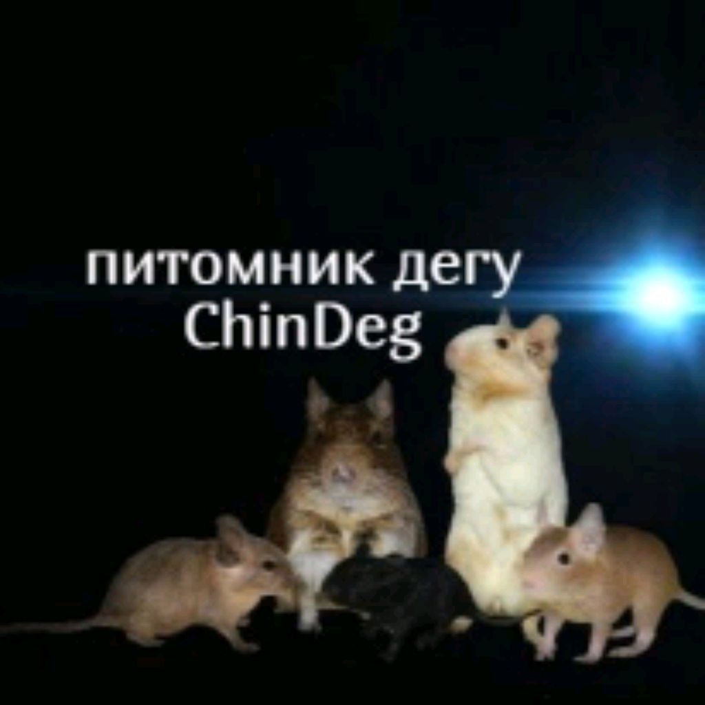 Питомник дегу минск