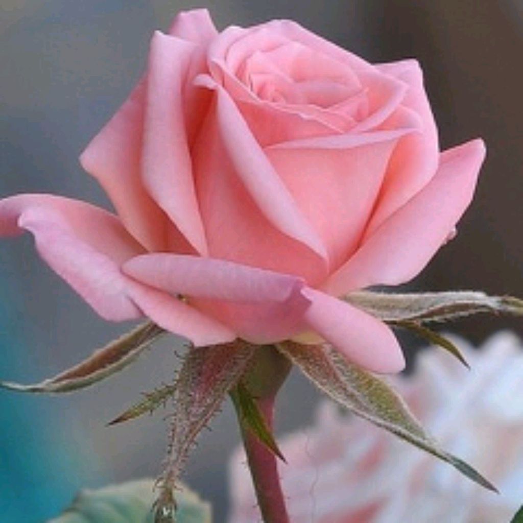 Розовая роза показать цвет