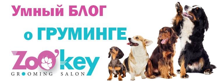 Умный блог о груминге.Груминг салон ZoOkey