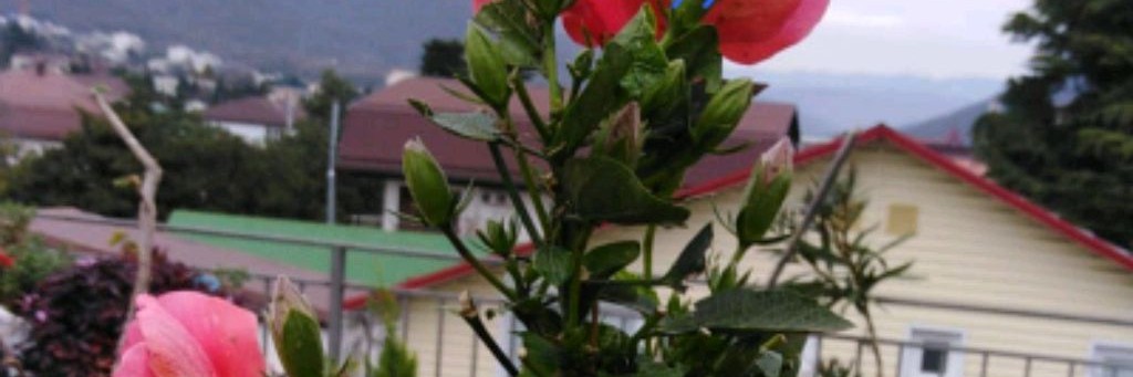 Виктория цветы