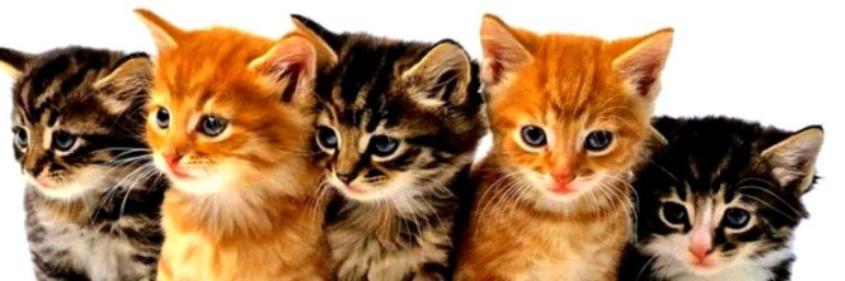 Ютуб котики