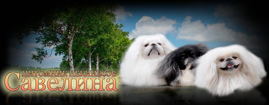 Savelina-pekingese