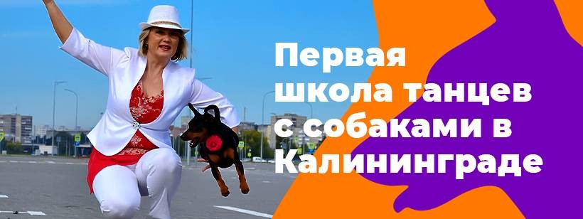 Дрессировка собак в Калининграде."БРАВО"