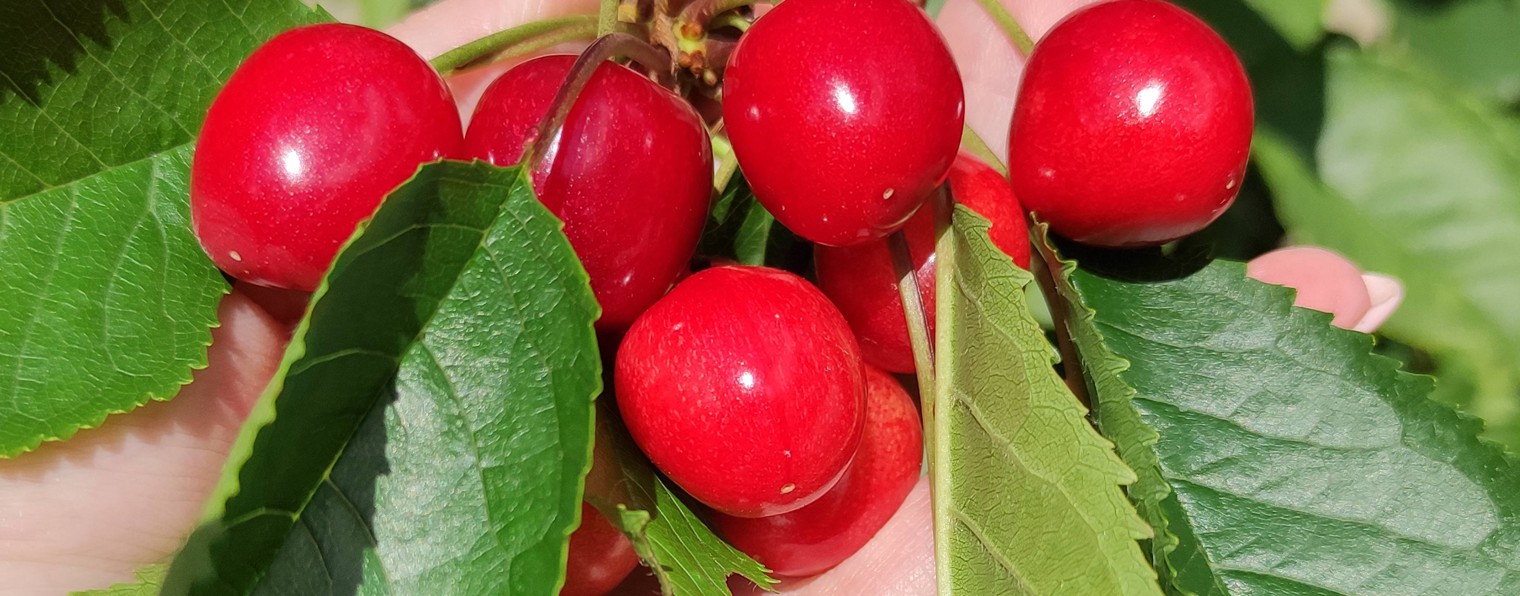 Ксюшкины будни