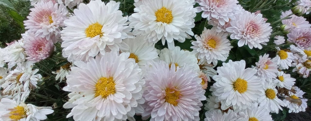 Наталия Деревянко