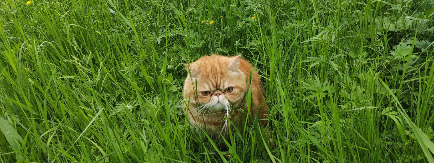 Котя Котофеев