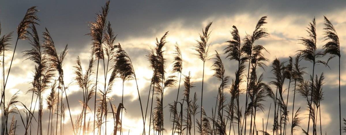 К.Р.С.  "Ольховка"