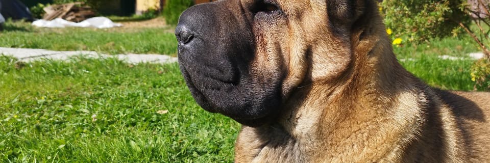 Ольга sphinx_sharpey_rostov