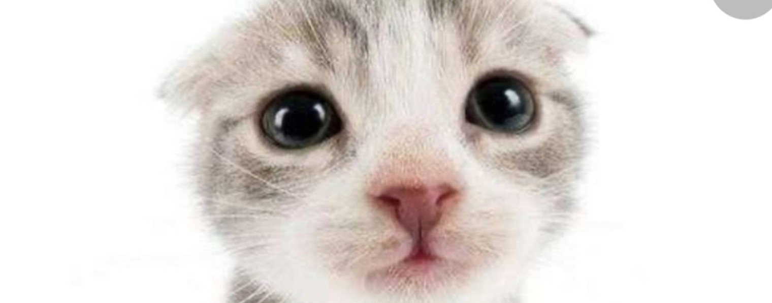 Коты воители