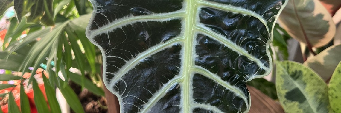 Что-то на цветочном 🌿