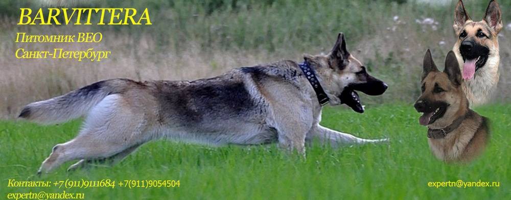 Питомник ВЕО " Барвиттера"