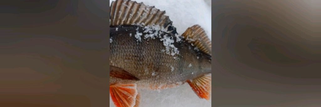 Рыбалка в радость