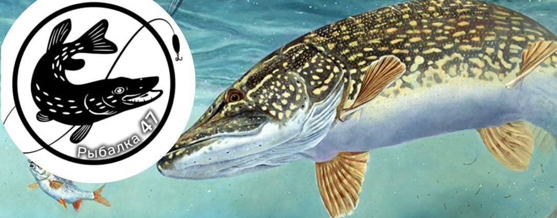 Рыбалка 47