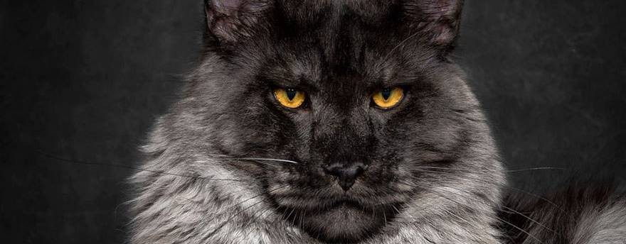 Питомник мейн-кунов Dark Empire