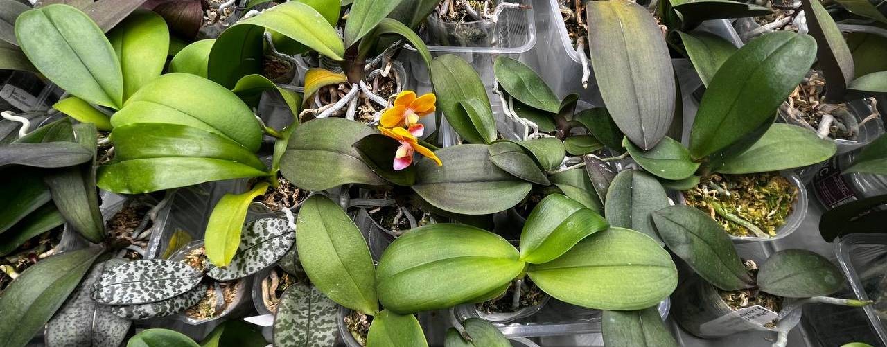 ОрхоЛаборатория