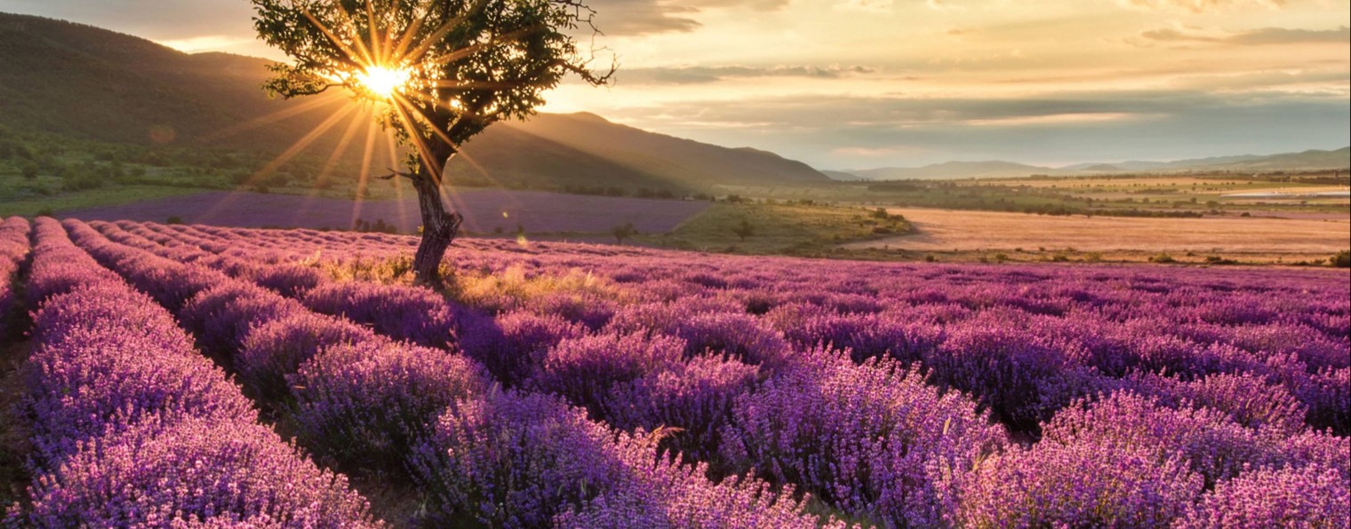 AromaZak dōTERRA team