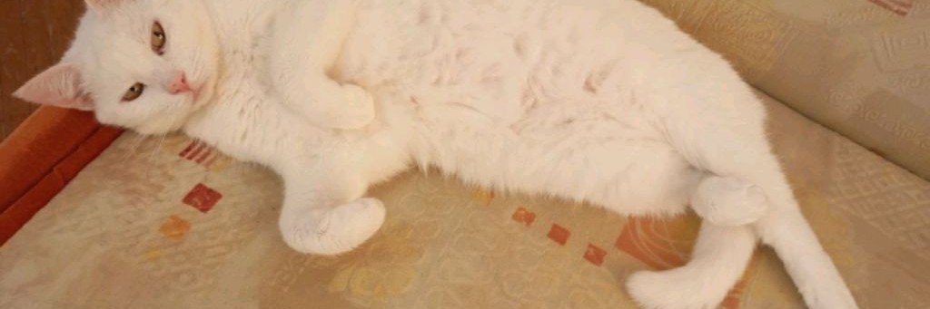 Поелику понеже