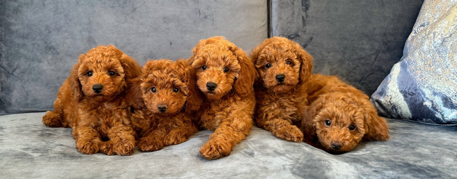 WOW Poodle by Smirnov