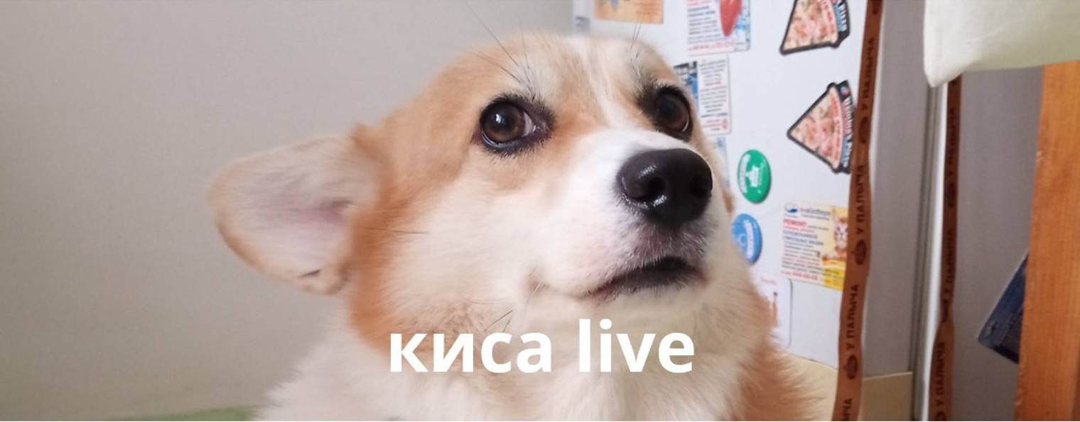 киса live