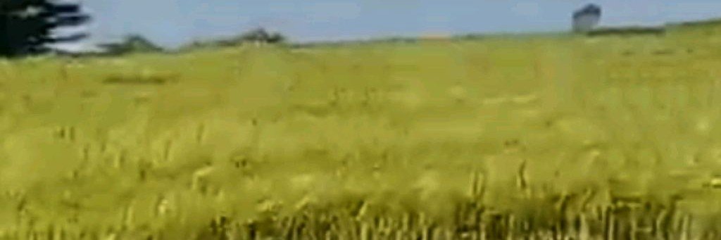 fieldpuncher