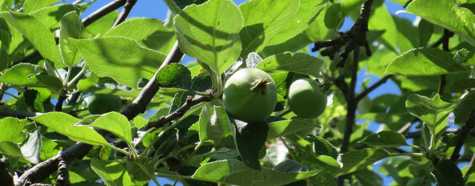 Сундук С Куклами