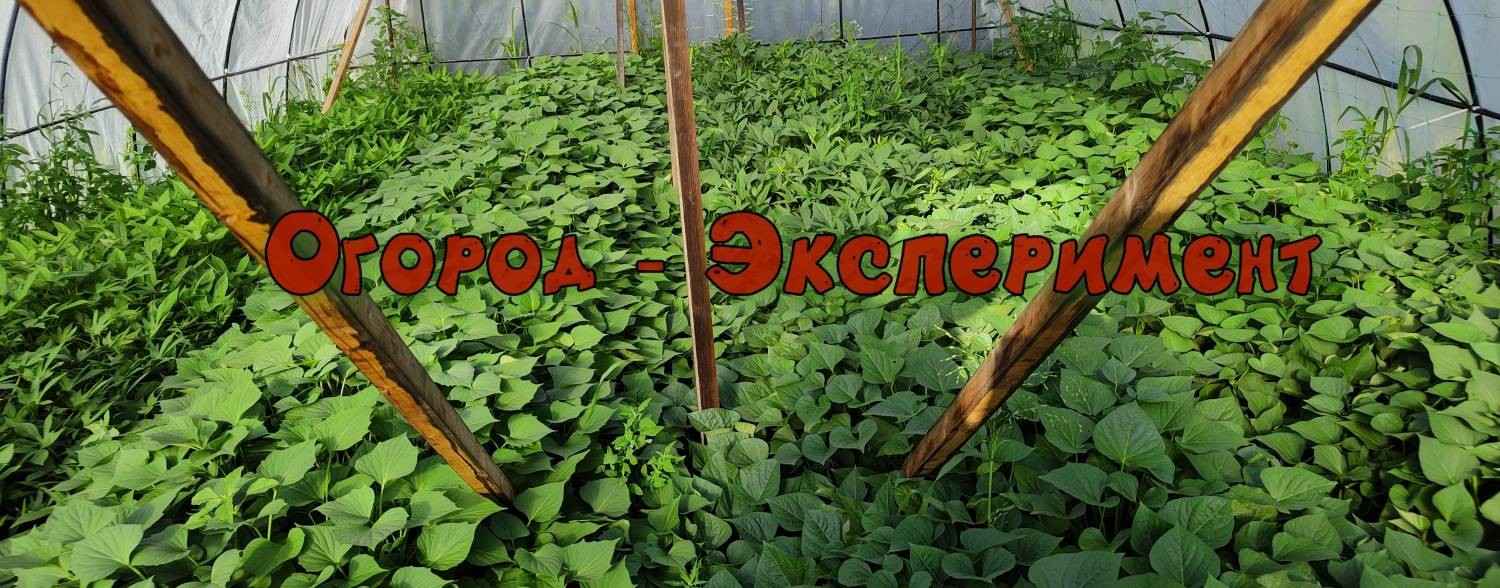 Огород - Эксперимент